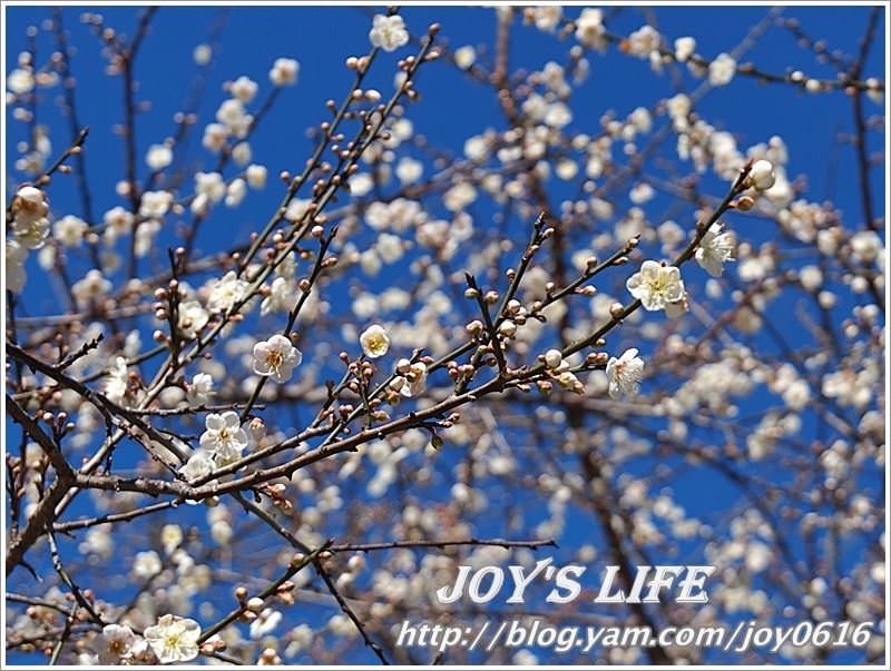 【南投】春風吹雪，牛稠坑野餐賞梅去~ - nurseilife.cc