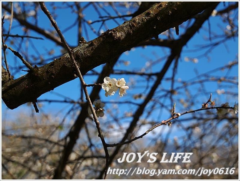 【南投】春風吹雪，牛稠坑野餐賞梅去~ - nurseilife.cc