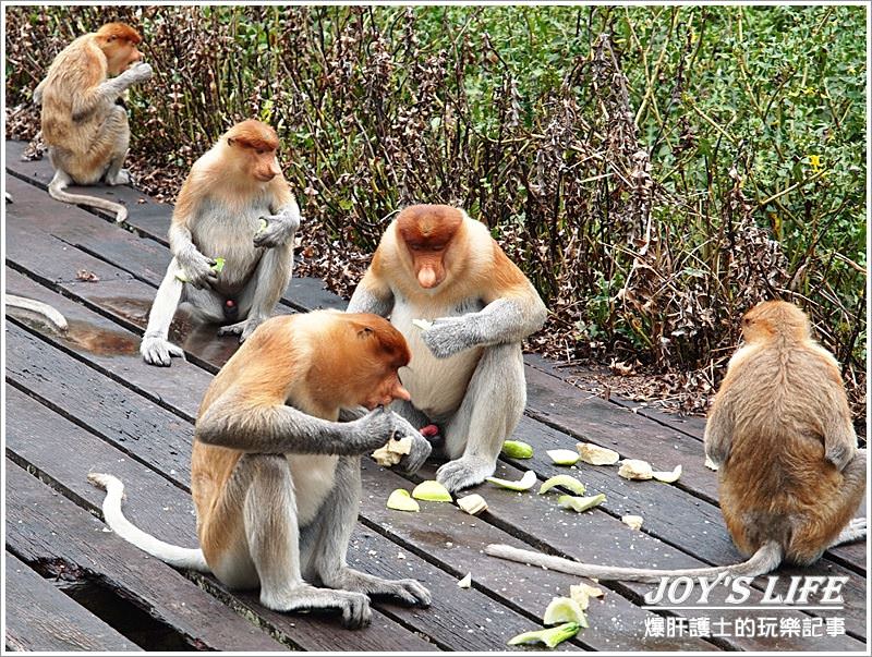 【沙巴山打根】別處看不到，錯過可惜!!拉卜灣長鼻猴保育區Labuk Bay - nurseilife.cc