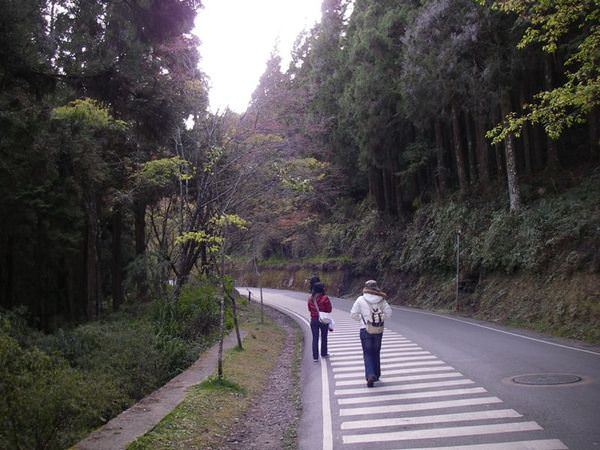 阿里山森林遊樂區--賞櫻散步去~ - nurseilife.cc