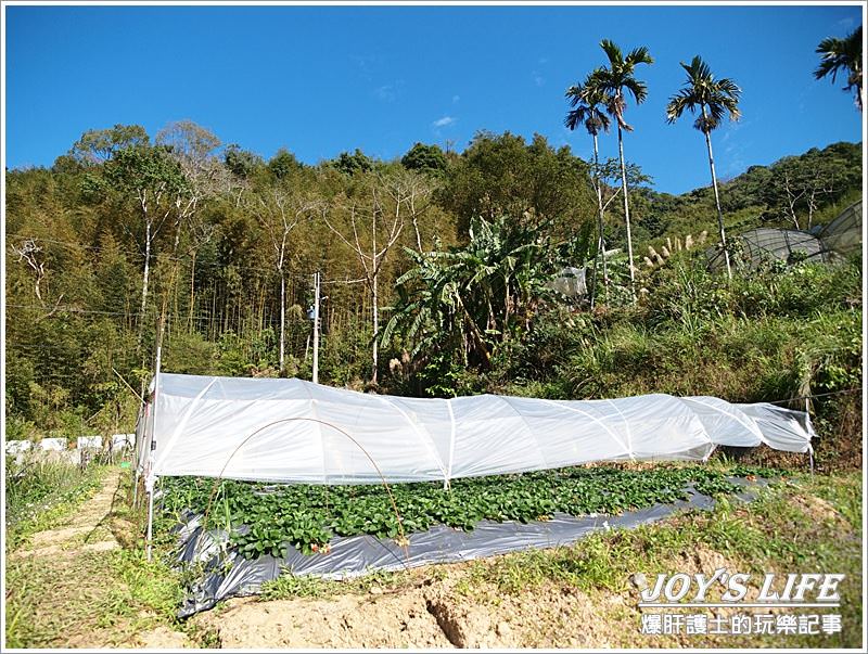 【苗栗 大湖】湖丘有機草莓園 有緣才吃得到的無毒草莓 - nurseilife.cc