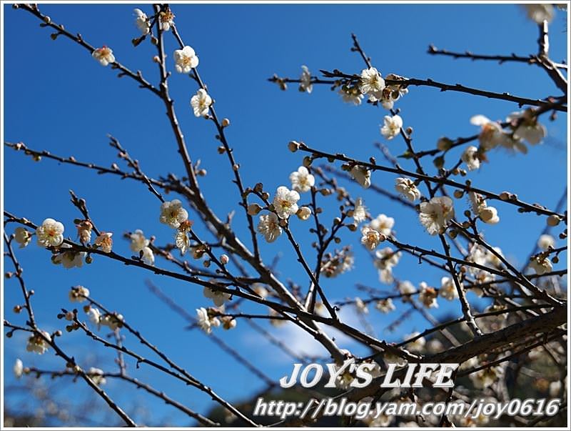 【南投】春風吹雪，牛稠坑野餐賞梅去~ - nurseilife.cc