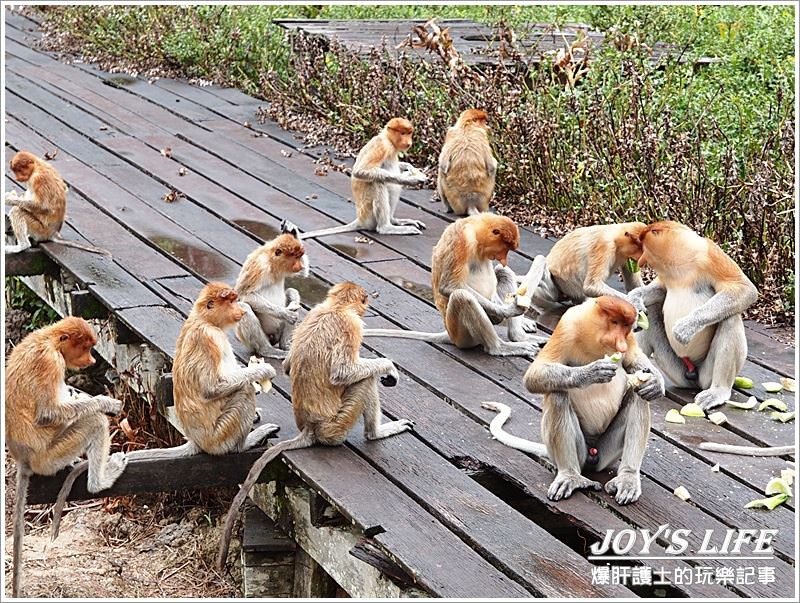 【沙巴山打根】別處看不到，錯過可惜!!拉卜灣長鼻猴保育區Labuk Bay - nurseilife.cc