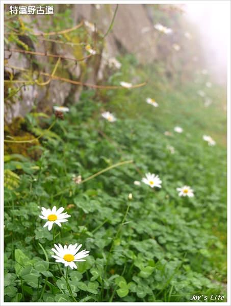 【嘉義阿里山】迷霧‧特富野古道 - nurseilife.cc