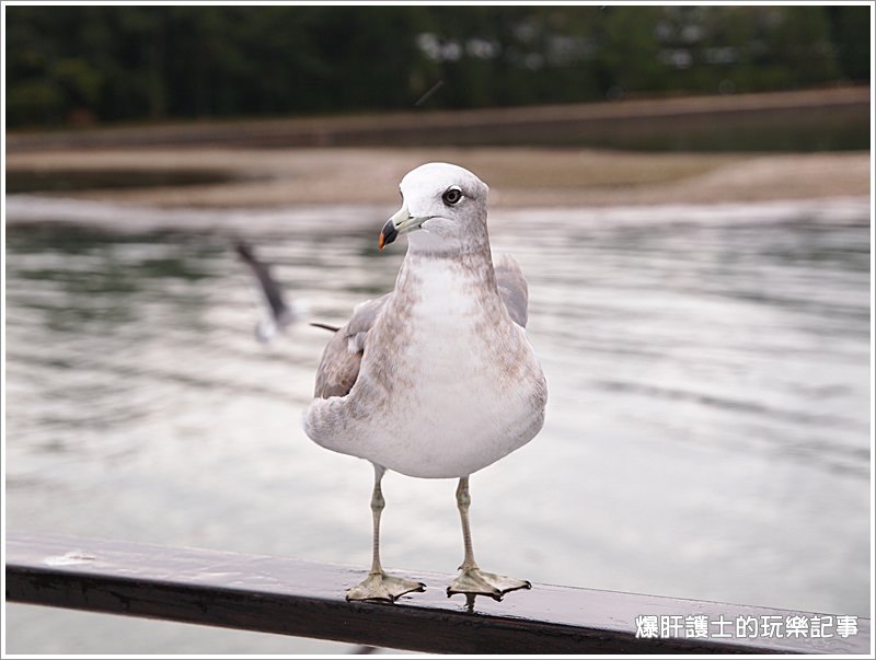 【京都/天橋立】天橋立觀光船 一の宮線 與海鷗同遊共賞宮津灣 - nurseilife.cc