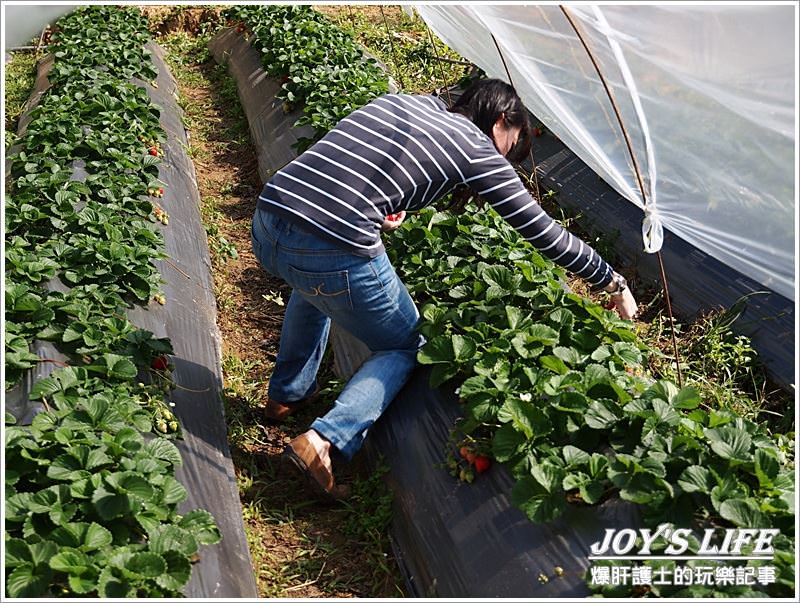 【苗栗 大湖】湖丘有機草莓園 有緣才吃得到的無毒草莓 - nurseilife.cc