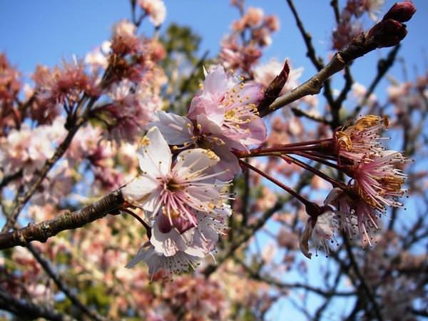 阿里山森林遊樂區--賞櫻散步去~ - nurseilife.cc