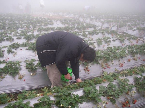 雪霸草莓園--上山採草莓 - nurseilife.cc