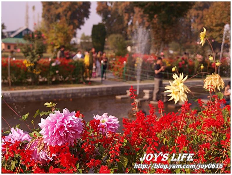 【印度】Heritage Mughal Garden Shalimar - nurseilife.cc