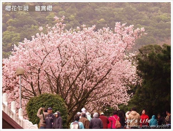 【天元宮賞櫻】櫻花乍現  三月瘋賞櫻 - nurseilife.cc