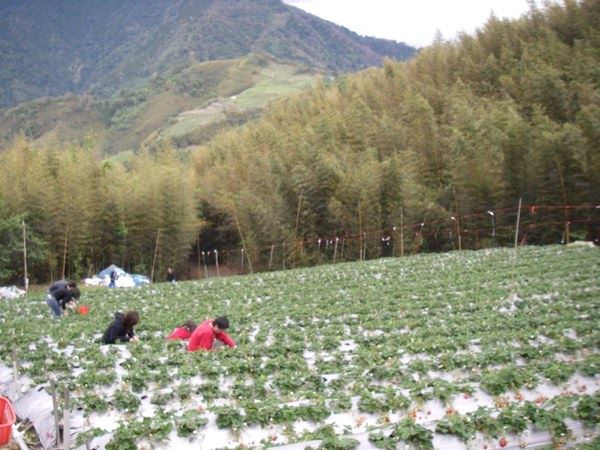 雪霸草莓園--上山採草莓 - nurseilife.cc