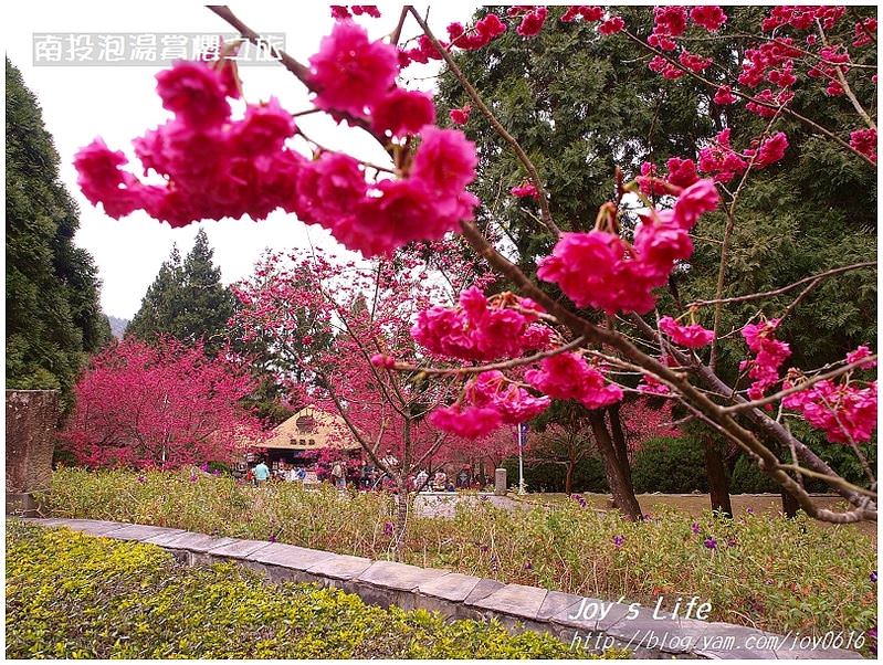 【南投】九族文化村櫻花祭 - nurseilife.cc