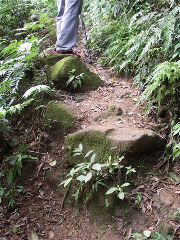 富士坪古道--超級舒服的草皮地毯 - nurseilife.cc