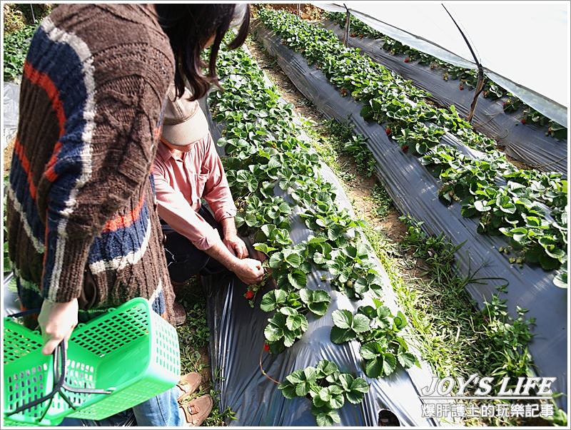 【苗栗 大湖】湖丘有機草莓園 有緣才吃得到的無毒草莓 - nurseilife.cc