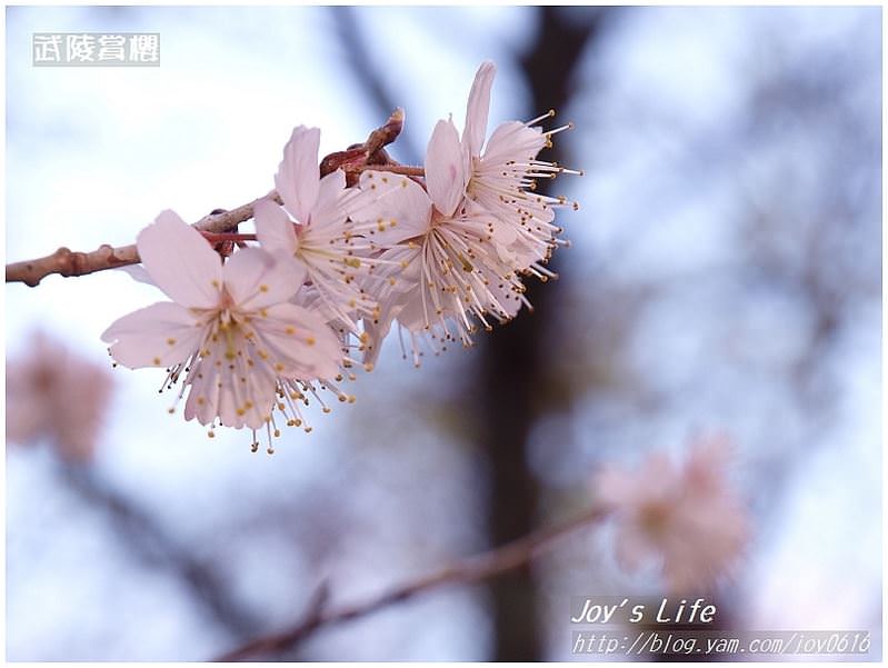 【台中】瘋go武陵，樂賞櫻!! - nurseilife.cc