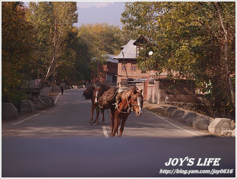 【印度】前往渡假勝地Pahalgam,途經番紅花產地喝番紅花茶~ - nurseilife.cc