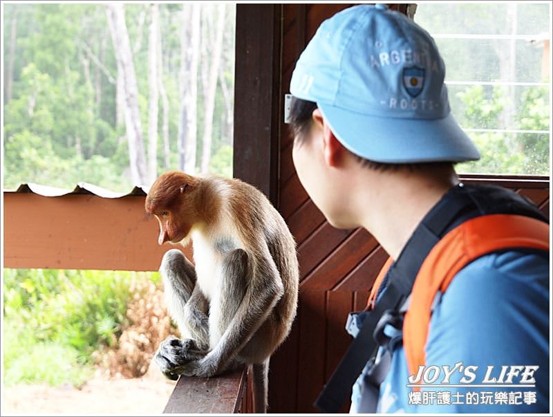 【沙巴山打根】別處看不到，錯過可惜!!拉卜灣長鼻猴保育區Labuk Bay - nurseilife.cc