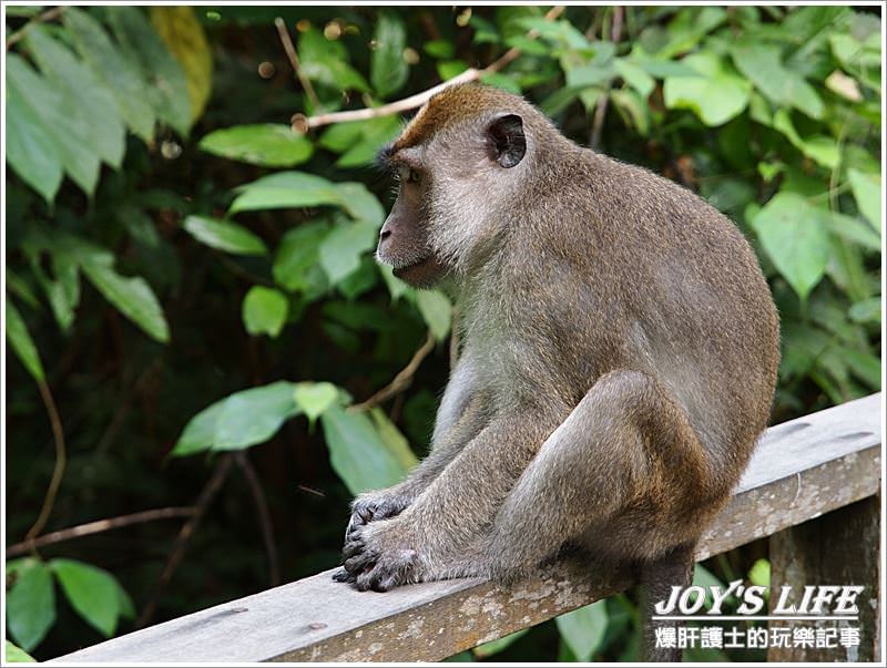 【沙巴山打根】來趟紅毛猩猩親近之旅~ - nurseilife.cc