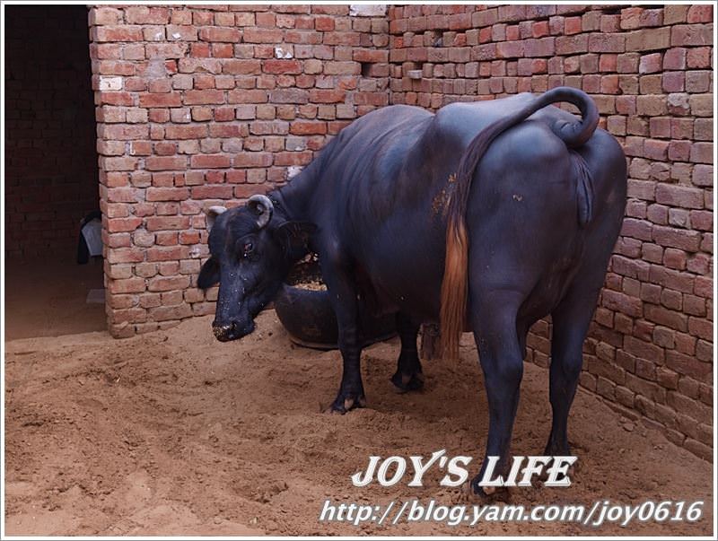 【印度】超級體驗!!Jaipur→Sanjay's Home，來去印度人家做客~ - nurseilife.cc