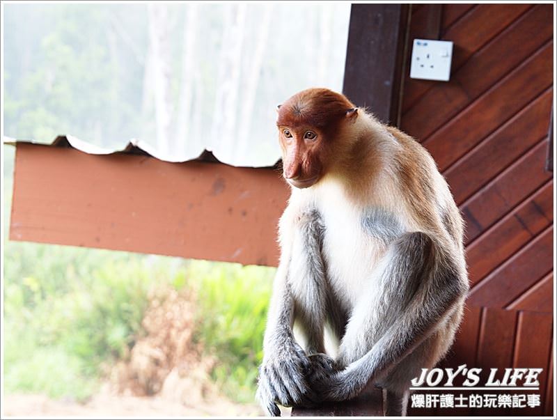 【沙巴山打根】別處看不到，錯過可惜!!拉卜灣長鼻猴保育區Labuk Bay - nurseilife.cc