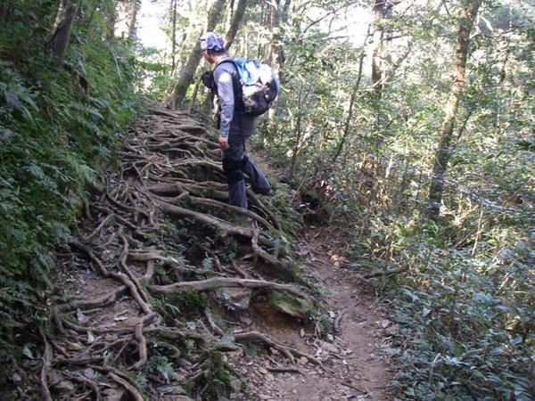 北插天山--探訪山毛櫸的故鄉 - nurseilife.cc