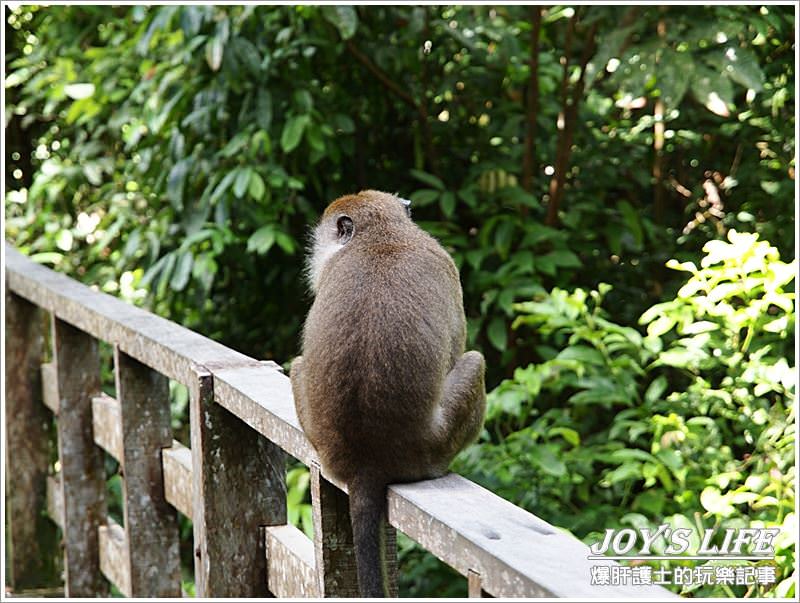 【沙巴山打根】來趟紅毛猩猩親近之旅~ - nurseilife.cc