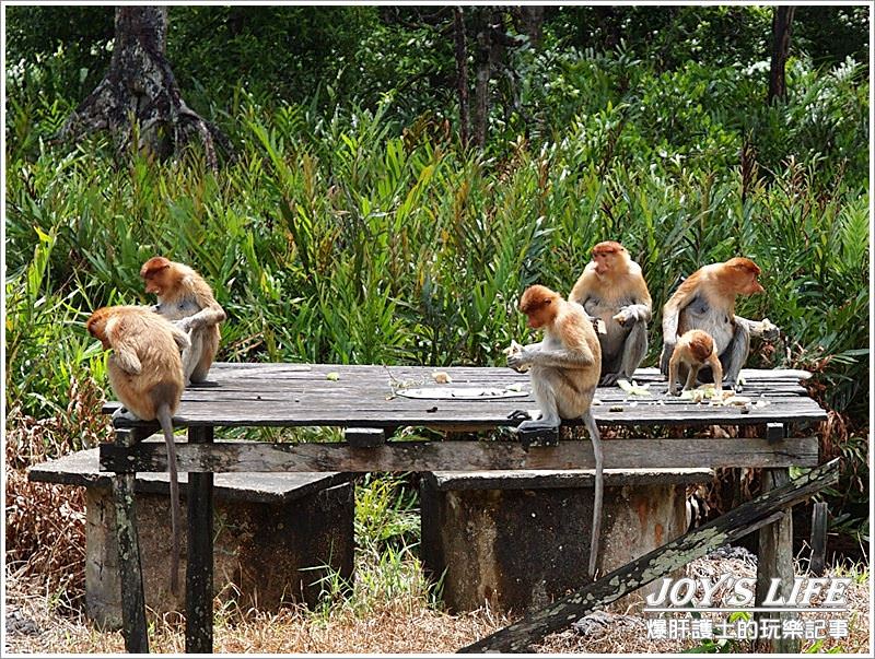 【沙巴山打根】別處看不到，錯過可惜!!拉卜灣長鼻猴保育區Labuk Bay - nurseilife.cc