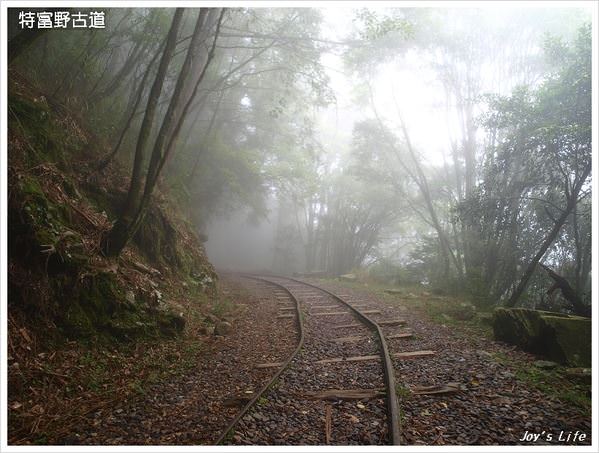 【嘉義阿里山】迷霧‧特富野古道 - nurseilife.cc