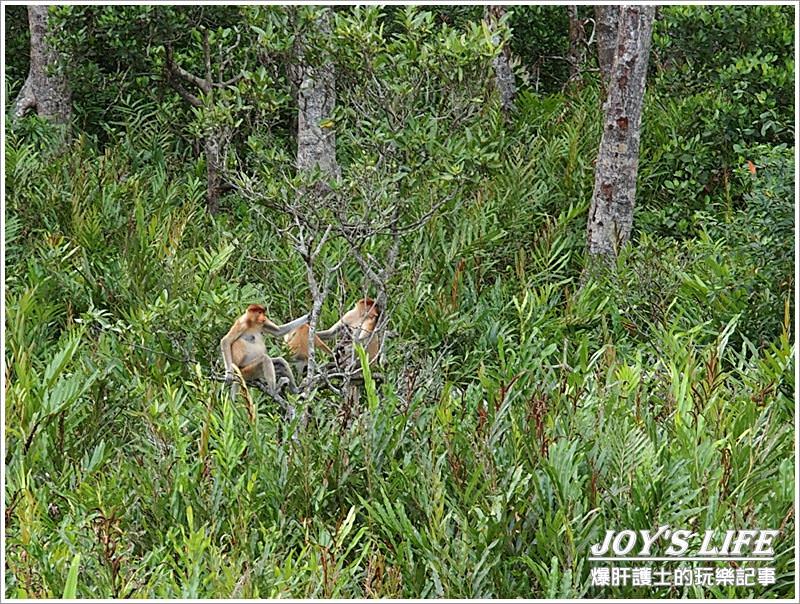 【沙巴山打根】別處看不到，錯過可惜!!拉卜灣長鼻猴保育區Labuk Bay - nurseilife.cc