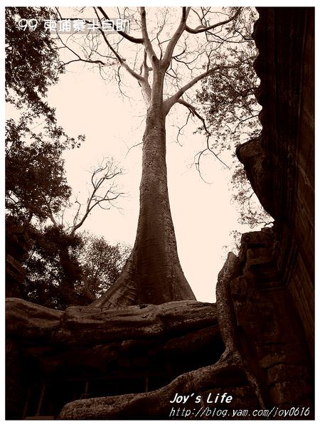 【Angkor】Ta Prohm 塔普倫寺 - nurseilife.cc