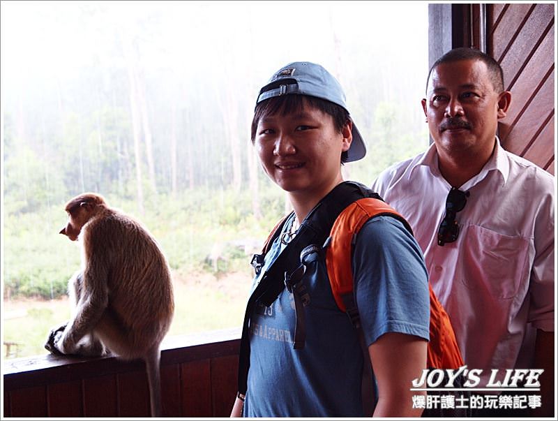 【沙巴山打根】別處看不到，錯過可惜!!拉卜灣長鼻猴保育區Labuk Bay - nurseilife.cc