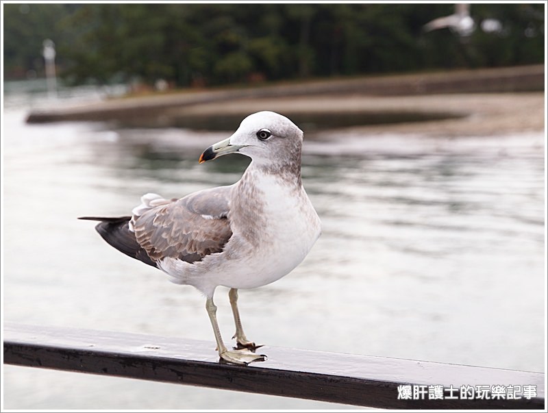 【京都/天橋立】天橋立觀光船 一の宮線 與海鷗同遊共賞宮津灣 - nurseilife.cc