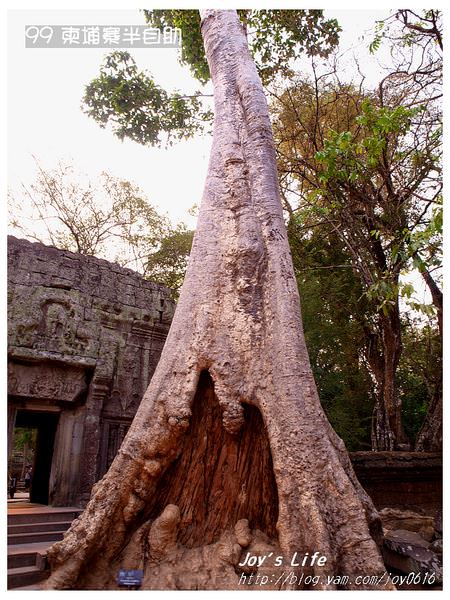 【Angkor】Ta Prohm 塔普倫寺 - nurseilife.cc