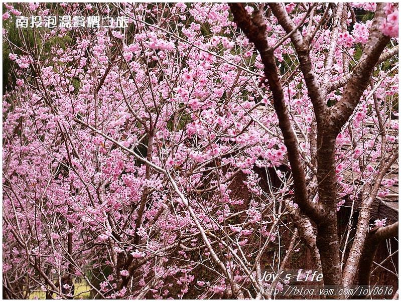 【南投】九族文化村櫻花祭 - nurseilife.cc