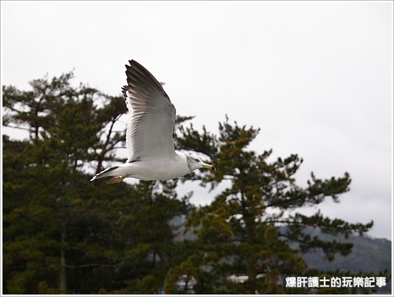 【京都/天橋立】天橋立觀光船 一の宮線 與海鷗同遊共賞宮津灣 - nurseilife.cc