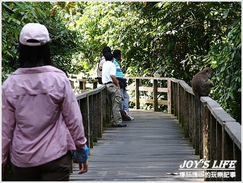 【沙巴山打根】來趟紅毛猩猩親近之旅~ - nurseilife.cc