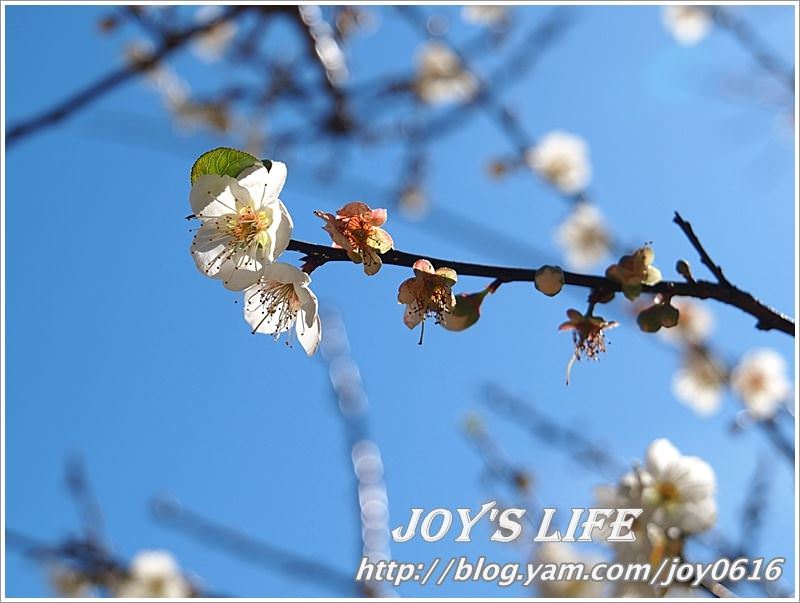 【南投】春風吹雪，牛稠坑野餐賞梅去~ - nurseilife.cc