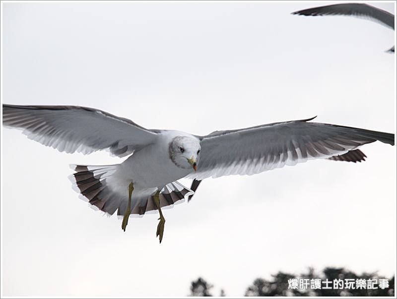 【京都/天橋立】天橋立觀光船 一の宮線 與海鷗同遊共賞宮津灣 - nurseilife.cc