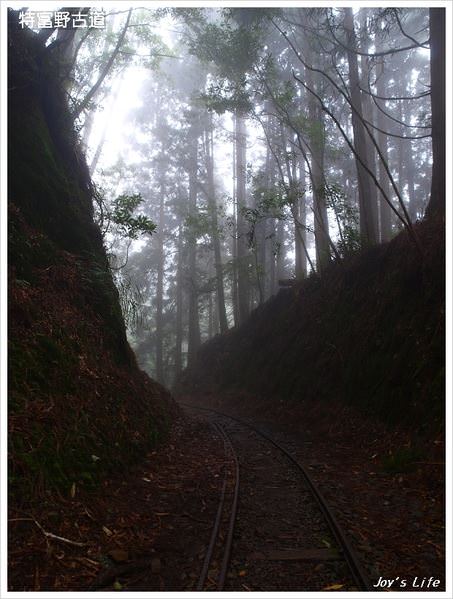 【嘉義阿里山】迷霧‧特富野古道 - nurseilife.cc