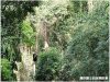【泰國清邁】Jungle Fly 刺激好玩的叢林飛行 緊張尖叫指數大勝雲霄飛車